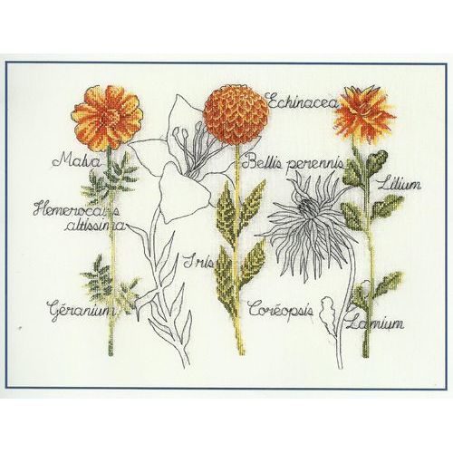 Kit broderie “echinacea”- DMC